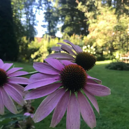 Loh - Wald.natur.ruhe. Apartament