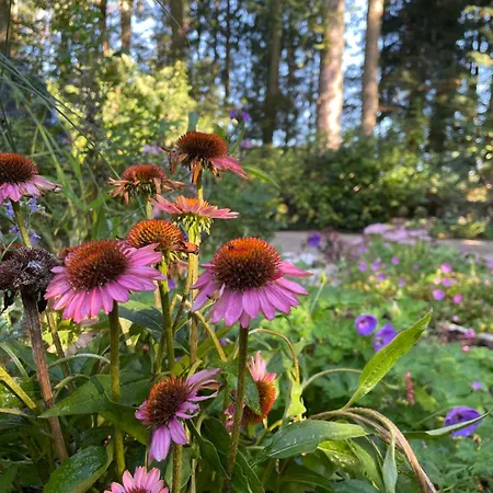 Apartament Loh - Wald.natur.ruhe. *