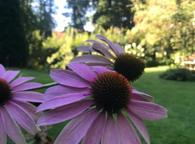 Loh - Wald.natur.ruhe. 公寓